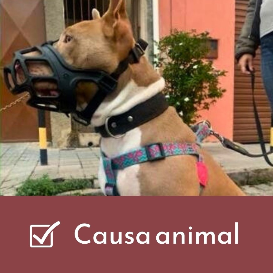 Vereador Glauber Nunes propõe projetos de lei para a causa animal em Rio Grande